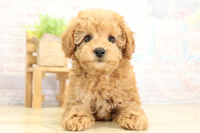 愛知県のトイプードル(トイ) (Coo&RIKU瀬港線守山店/2025年10月26日生まれ/男の子/アプリコット)の子犬の1枚目の画像