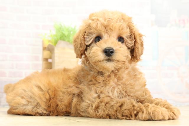 愛知県のトイプードル(トイ) (Coo&RIKU瀬港線守山店/2025年10月26日生まれ/男の子/アプリコット)の子犬の2枚目の画像