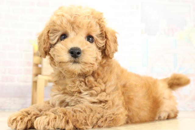 愛知県のトイプードル(トイ) (Coo&RIKU瀬港線守山店/2025年10月26日生まれ/男の子/アプリコット)の子犬の3枚目の画像