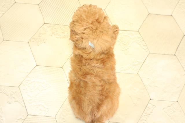愛知県のトイプードル(トイ) (Coo&RIKU瀬港線守山店/2025年10月26日生まれ/男の子/アプリコット)の子犬の4枚目の画像