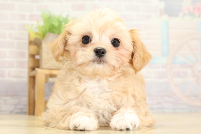 愛知県のチワプー/プーチー(チワワ×プードル) (Coo&RIKU岡崎店/2025年10月24日生まれ/女の子/クリーム)の子犬の1枚目の画像