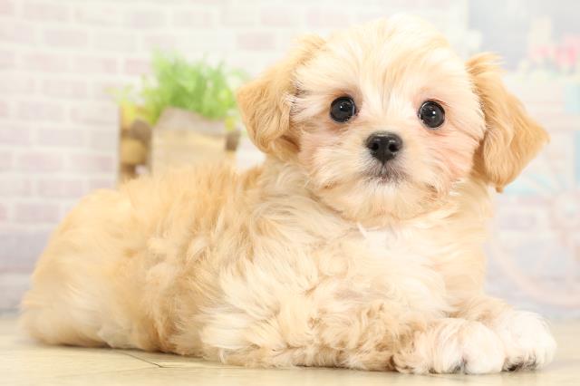 愛知県のチワプー/プーチー(チワワ×プードル) (Coo&RIKU岡崎店/2025年10月24日生まれ/女の子/クリーム)の子犬の2枚目の画像