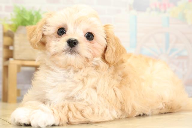 愛知県のチワプー/プーチー(チワワ×プードル) (Coo&RIKU岡崎店/2025年10月24日生まれ/女の子/クリーム)の子犬の3枚目の画像