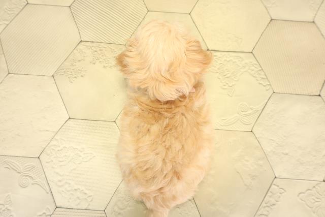 愛知県のチワプー/プーチー(チワワ×プードル) (Coo&RIKU岡崎店/2025年10月24日生まれ/女の子/クリーム)の子犬の4枚目の画像