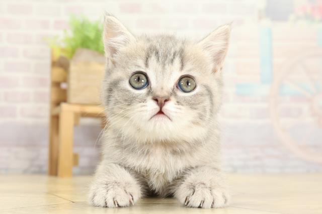 愛知県のスコティッシュフォールド (Coo&RIKU岡崎店/2025年10月26日生まれ/女の子/ブルーマッカレルタビー)の子猫の1枚目の画像