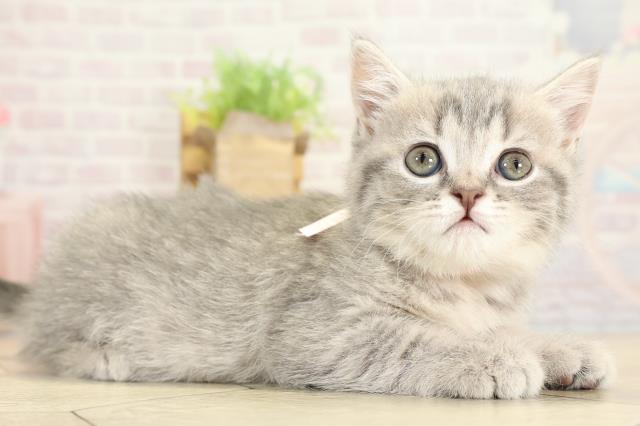 愛知県のスコティッシュフォールド (Coo&RIKU岡崎店/2025年10月26日生まれ/女の子/ブルーマッカレルタビー)の子猫の2枚目の画像