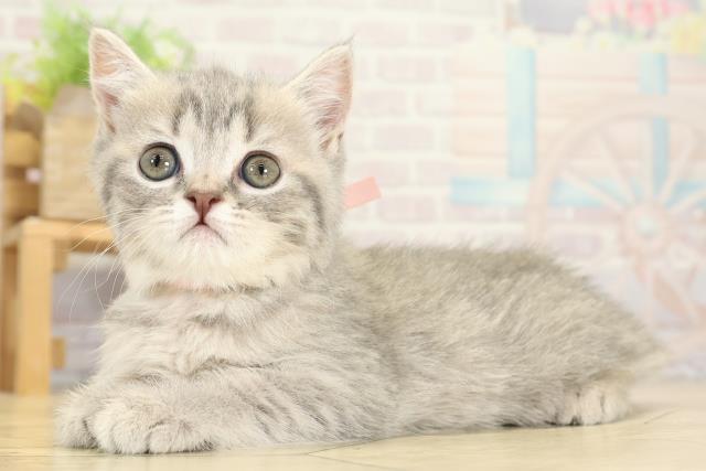 愛知県のスコティッシュフォールド (Coo&RIKU岡崎店/2025年10月26日生まれ/女の子/ブルーマッカレルタビー)の子猫の3枚目の画像