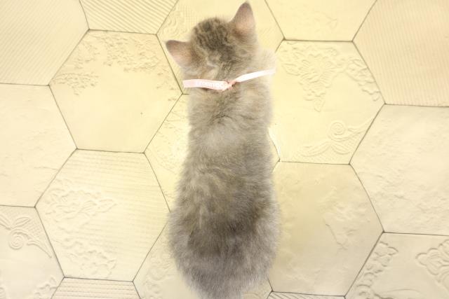 愛知県のスコティッシュフォールド (Coo&RIKU岡崎店/2025年10月26日生まれ/女の子/ブルーマッカレルタビー)の子猫の4枚目の画像