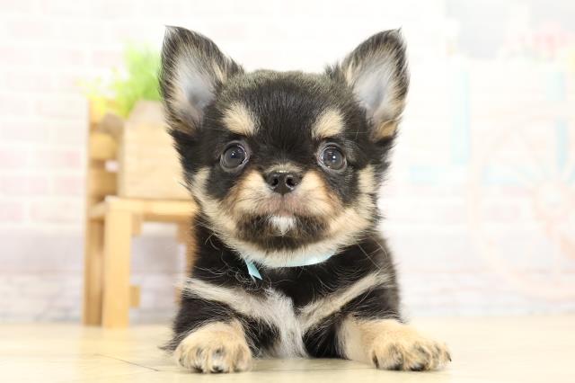 愛知県のチワワ(ロング) (Coo&RIKU岡崎店/2025年10月26日生まれ/男の子/ブラックタンホワイト)の子犬の1枚目の画像