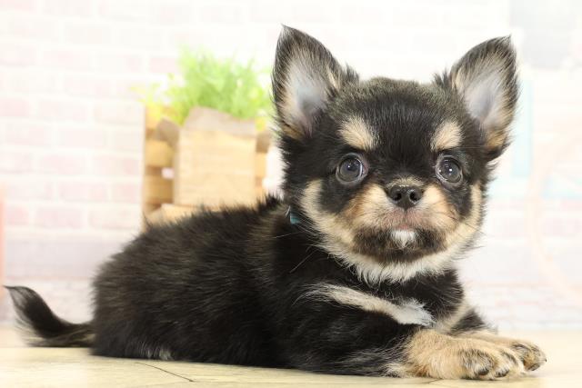 愛知県のチワワ(ロング) (Coo&RIKU岡崎店/2025年10月26日生まれ/男の子/ブラックタンホワイト)の子犬の2枚目の画像