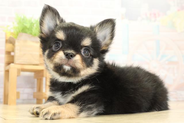 愛知県のチワワ(ロング) (Coo&RIKU岡崎店/2025年10月26日生まれ/男の子/ブラックタンホワイト)の子犬の3枚目の画像