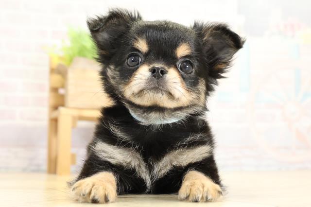 愛知県のチワワ(ロング) (Coo&RIKU豊橋店/2025年10月25日生まれ/男の子/ブラックタンホワイト)の子犬の1枚目の画像