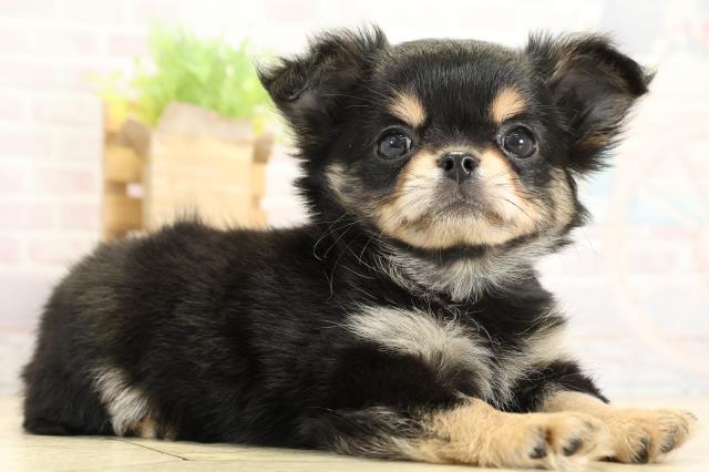 愛知県のチワワ(ロング) (Coo&RIKU豊橋店/2025年10月25日生まれ/男の子/ブラックタンホワイト)の子犬の2枚目の画像