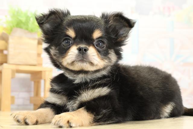 愛知県のチワワ(ロング) (Coo&RIKU豊橋店/2025年10月25日生まれ/男の子/ブラックタンホワイト)の子犬の3枚目の画像