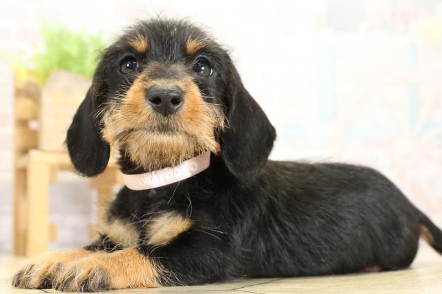 愛知県のカニンヘンダックスフンド(ワイヤー) (Coo&RIKU名古屋中川店/2025年10月26日生まれ/女の子/ブラックタン)の子犬の3枚目の画像