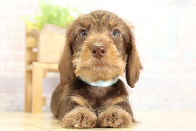 愛知県のカニンヘンダックスフンド(ワイヤー) (Coo&RIKU豊橋店/2025年10月26日生まれ/男の子/チョコレートタン)の子犬の1枚目の画像