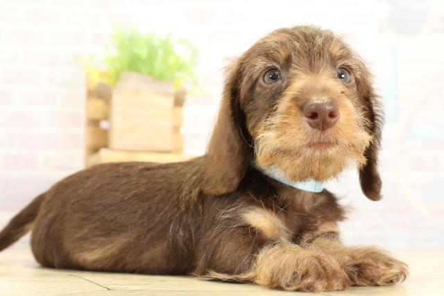 愛知県のカニンヘンダックスフンド(ワイヤー) (Coo&RIKU豊橋店/2025年10月26日生まれ/男の子/チョコレートタン)の子犬の2枚目の画像