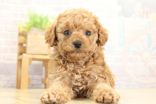 愛知県のトイプードル(トイ) (Coo&RIKU豊橋店/2025年10月26日生まれ/女の子/レッド)の子犬の1枚目の画像