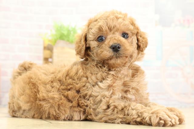 愛知県のトイプードル(トイ) (Coo&RIKU豊橋店/2025年10月26日生まれ/女の子/レッド)の子犬の2枚目の画像