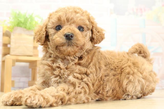 愛知県のトイプードル(トイ) (Coo&RIKU豊橋店/2025年10月26日生まれ/女の子/レッド)の子犬の3枚目の画像