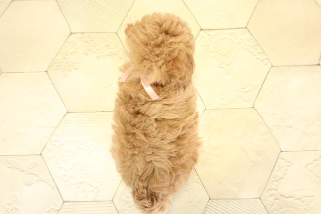 愛知県のトイプードル(トイ) (Coo&RIKU豊橋店/2025年10月26日生まれ/女の子/レッド)の子犬の4枚目の画像