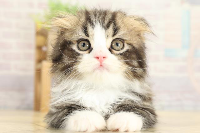 愛知県のスコティッシュフォールド (Coo&RIKU豊橋店/2025年10月23日生まれ/男の子/ブラウンタビーホワイト)の子猫の1枚目の画像