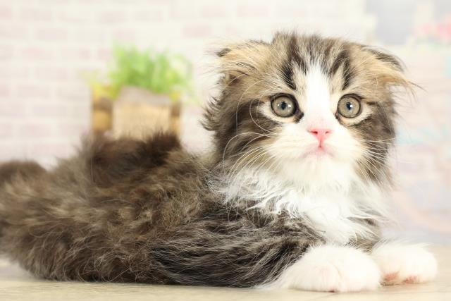 愛知県のスコティッシュフォールド (Coo&RIKU豊橋店/2025年10月23日生まれ/男の子/ブラウンタビーホワイト)の子猫の2枚目の画像