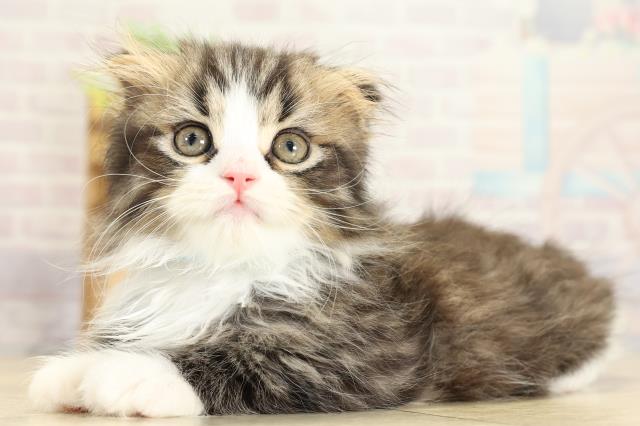 愛知県のスコティッシュフォールド (Coo&RIKU豊橋店/2025年10月23日生まれ/男の子/ブラウンタビーホワイト)の子猫の3枚目の画像