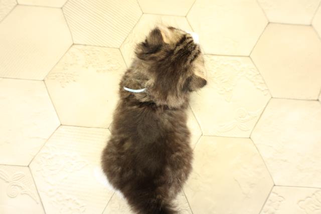 愛知県のスコティッシュフォールド (Coo&RIKU豊橋店/2025年10月23日生まれ/男の子/ブラウンタビーホワイト)の子猫の4枚目の画像