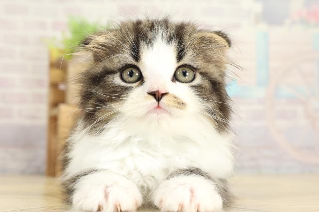 三重県のスコティッシュフォールド (Coo&RIKU津高茶屋店/2025年10月23日生まれ/男の子/ブラウンタビーホワイト)の子猫の1枚目の画像