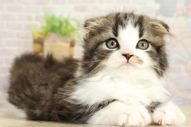 三重県のスコティッシュフォールド (Coo&RIKU津高茶屋店/2025年10月23日生まれ/男の子/ブラウンタビーホワイト)の子猫の2枚目の画像