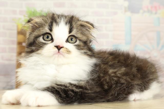 三重県のスコティッシュフォールド (Coo&RIKU津高茶屋店/2025年10月23日生まれ/男の子/ブラウンタビーホワイト)の子猫の3枚目の画像