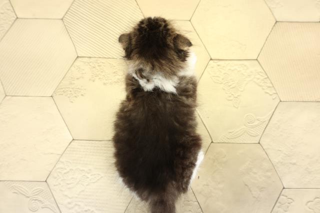 三重県のスコティッシュフォールド (Coo&RIKU津高茶屋店/2025年10月23日生まれ/男の子/ブラウンタビーホワイト)の子猫の4枚目の画像