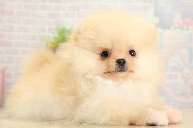 愛知県のポメラニアン (Coo&RIKU東海店/2025年10月23日生まれ/女の子/クリーム)の子犬の2枚目の画像