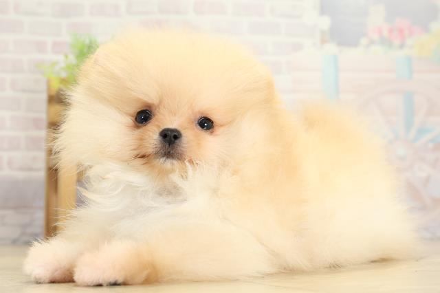 愛知県のポメラニアン (Coo&RIKU東海店/2025年10月23日生まれ/女の子/クリーム)の子犬の3枚目の画像