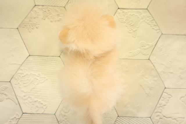 愛知県のポメラニアン (Coo&RIKU東海店/2025年10月23日生まれ/女の子/クリーム)の子犬の4枚目の画像