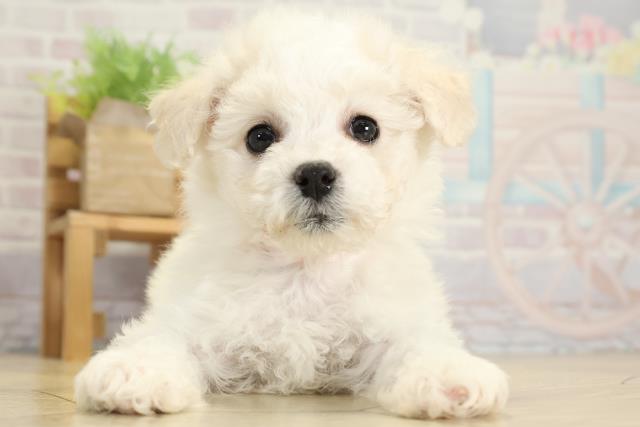 愛知県のビションフリーゼ (Coo&RIKU名古屋みなと店/2025年10月24日生まれ/女の子/ホワイト)の子犬の1枚目の画像