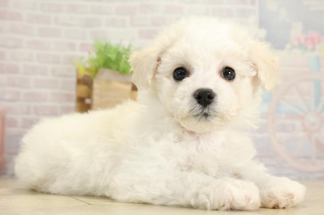 愛知県のビションフリーゼ (Coo&RIKU名古屋みなと店/2025年10月24日生まれ/女の子/ホワイト)の子犬の2枚目の画像