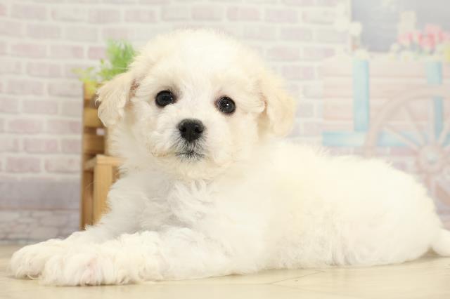 愛知県のビションフリーゼ (Coo&RIKU名古屋みなと店/2025年10月24日生まれ/女の子/ホワイト)の子犬の3枚目の画像