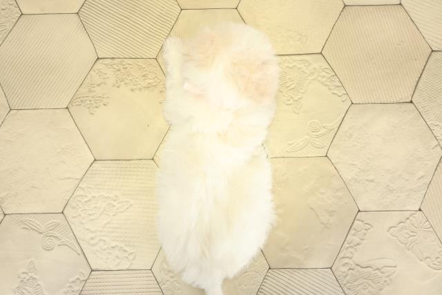 愛知県のビションフリーゼ (Coo&RIKU名古屋みなと店/2025年10月24日生まれ/女の子/ホワイト)の子犬の4枚目の画像