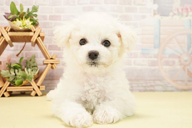 愛知県のビションフリーゼ (Coo&RIKU名古屋中川店/2025年10月24日生まれ/女の子/ホワイト)の子犬の1枚目の画像