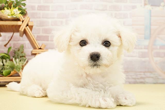 愛知県のビションフリーゼ (Coo&RIKU名古屋中川店/2025年10月24日生まれ/女の子/ホワイト)の子犬の2枚目の画像