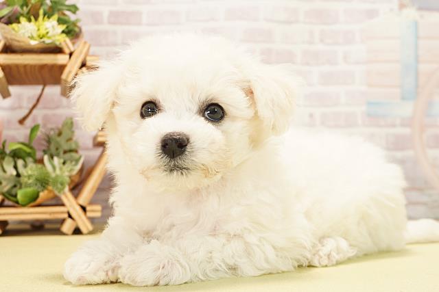 愛知県のビションフリーゼ (Coo&RIKU名古屋中川店/2025年10月24日生まれ/女の子/ホワイト)の子犬の3枚目の画像