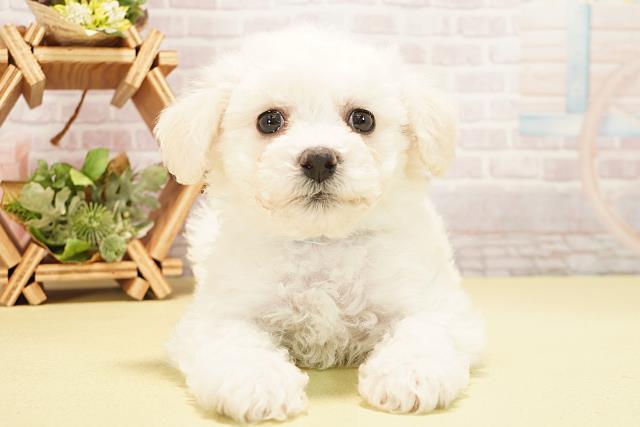 三重県のビションフリーゼ (Coo&RIKU津高茶屋店/2025年10月24日生まれ/男の子/ホワイト)の子犬の1枚目の画像