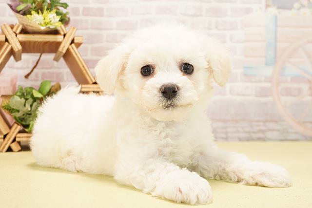 三重県のビションフリーゼ (Coo&RIKU津高茶屋店/2025年10月24日生まれ/男の子/ホワイト)の子犬の2枚目の画像