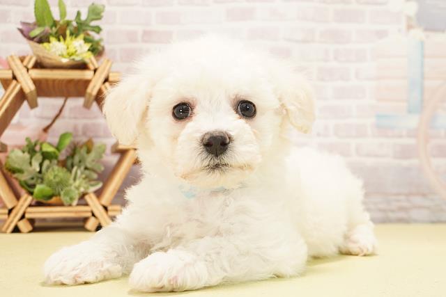 三重県のビションフリーゼ (Coo&RIKU津高茶屋店/2025年10月24日生まれ/男の子/ホワイト)の子犬の3枚目の画像