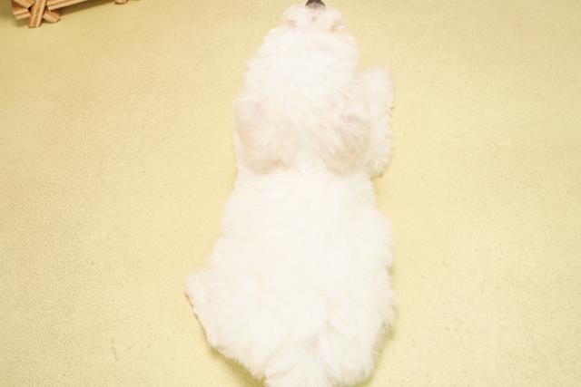 三重県のビションフリーゼ (Coo&RIKU津高茶屋店/2025年10月24日生まれ/男の子/ホワイト)の子犬の4枚目の画像