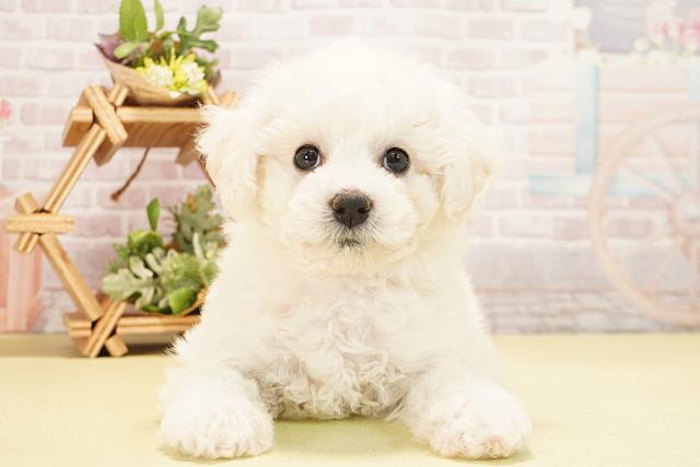 ビション・フリーゼ