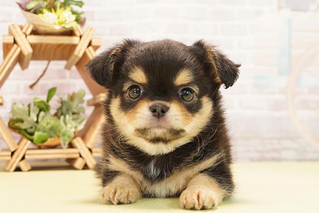 愛知県のチワワ(ロング) (Coo&RIKU東海店/2025年10月26日生まれ/男の子/ブラックタン)の子犬の1枚目の画像