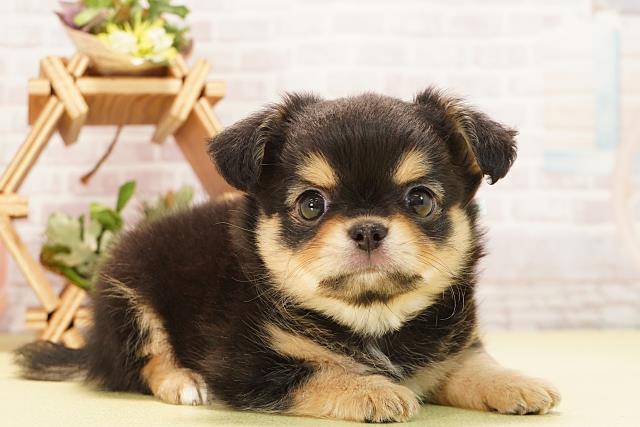 愛知県のチワワ(ロング) (Coo&RIKU東海店/2025年10月26日生まれ/男の子/ブラックタン)の子犬の2枚目の画像